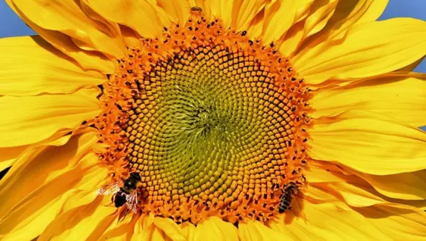 News header sunflower