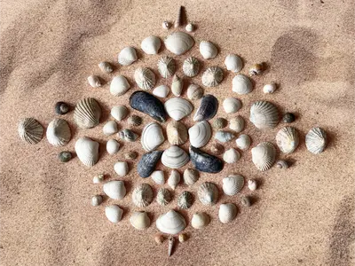 Shell Symmetry Art