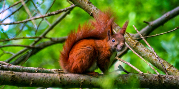 Preview Red Squirrel