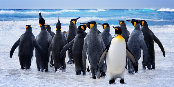 Preview how many penguins