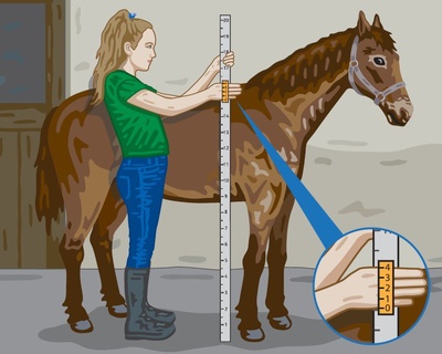 A graphic drawing of a girl standing next to a horse. She is holding a measuring stick. There is an inset, showing a close up the girl's hand next to the measurement of 4cm.