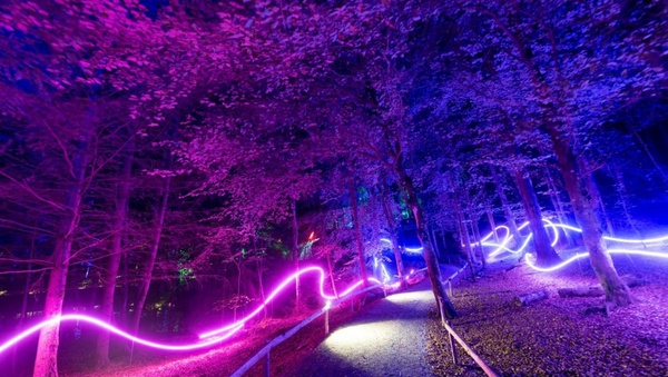 The image shows a forest with hues of purple lighting. There are streaks of white and pinkness lighting weaving through the trees.