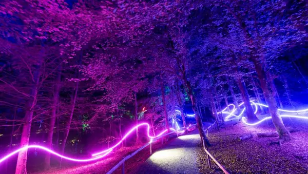 The image shows a forest with hues of purple lighting. There are streaks of white and pinkness lighting weaving through the trees.