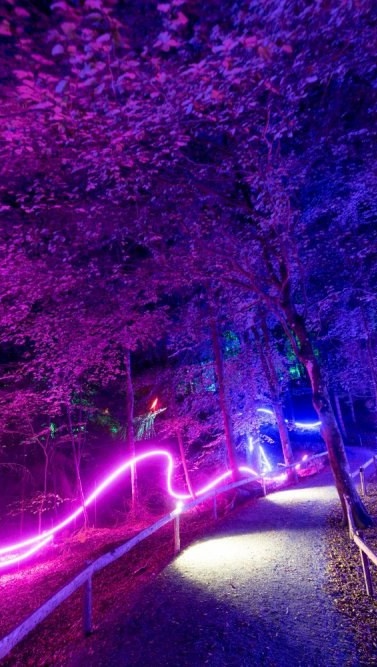 The image shows a forest with hues of purple lighting. There are streaks of white and pinkness lighting weaving through the trees.