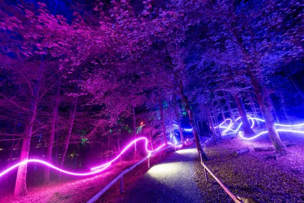 The image shows a forest with hues of purple lighting. There are streaks of white and pinkness lighting weaving through the trees.