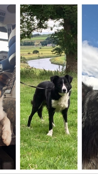 Collie Dogs Press Release c RHET