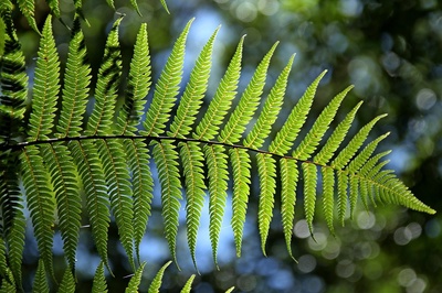 Ferns Wow Pho on Pixabay