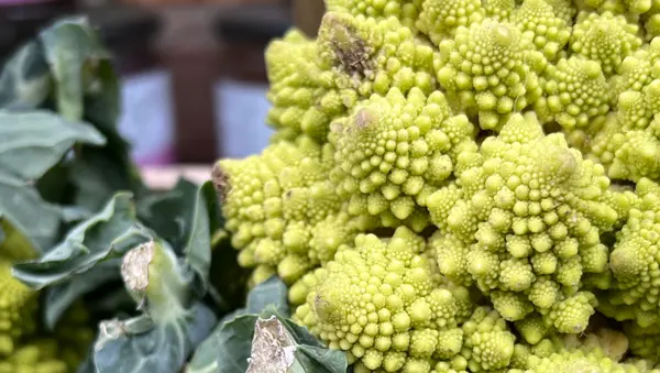 Fiobonacci Poem Header