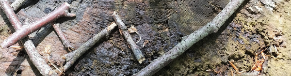 Welly Walkers Case Study header