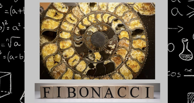 Fibonacci Spiral