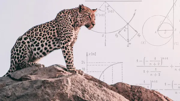 Conduit wild maths banner