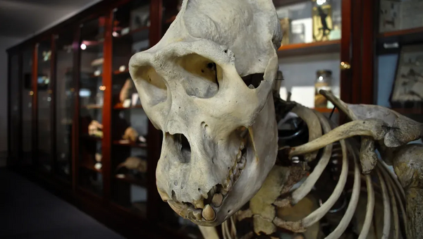 Museum zoology 0