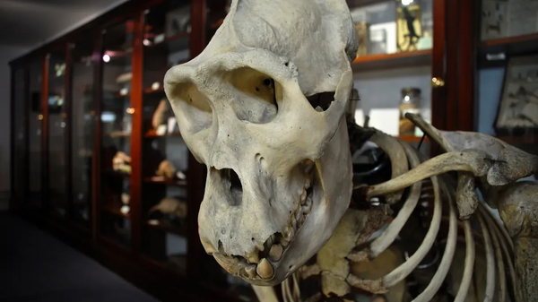 Museum zoology 0