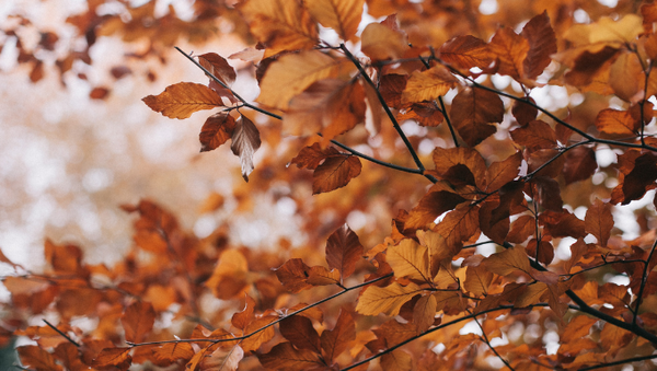Autumn Leaves Preview