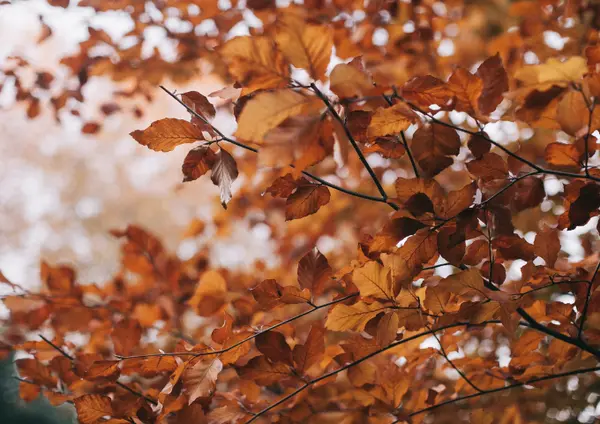 Autumn Leaves Preview