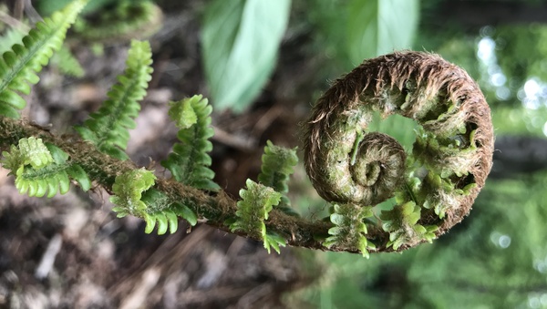 Rolled up fern landscape