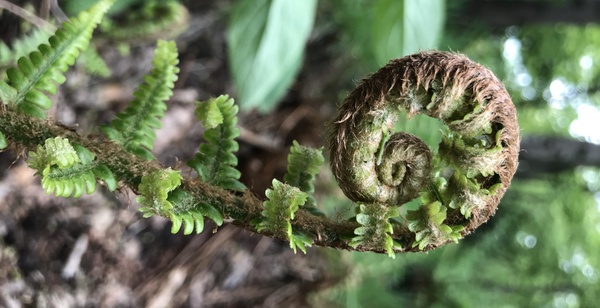 Rolled up fern landscape