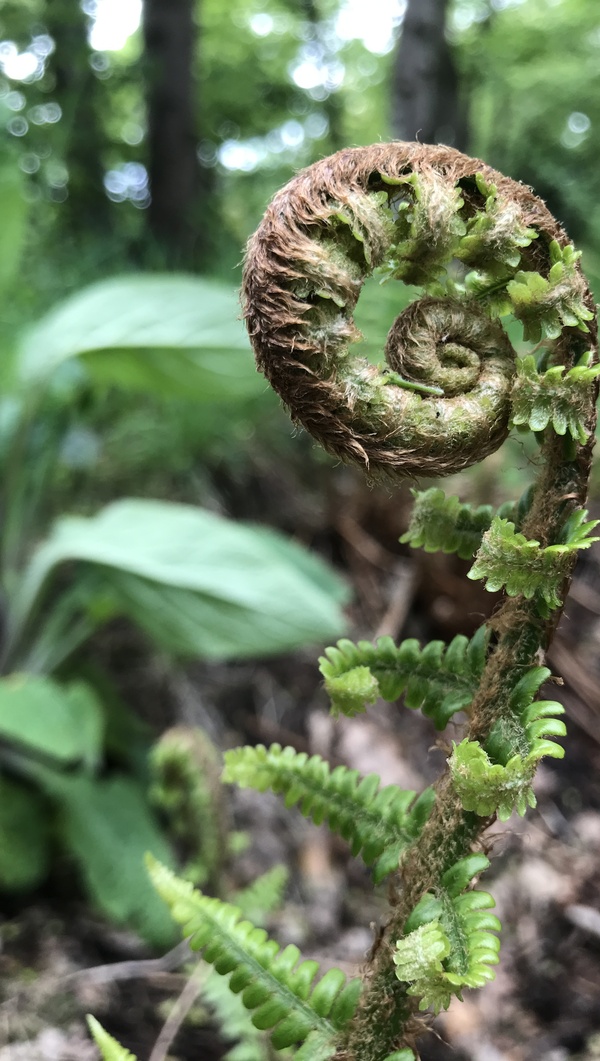 Rolled up fern portrait