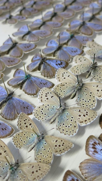 2 Butterfly Picture
