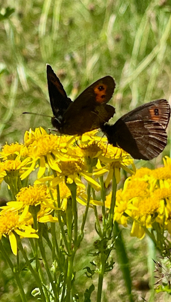 Butterflies Portrait Preview