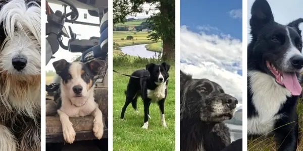 Collie Dogs LR Preview